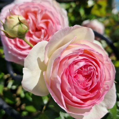 WhatsApp Image 2023-06-14 à 08.16.25